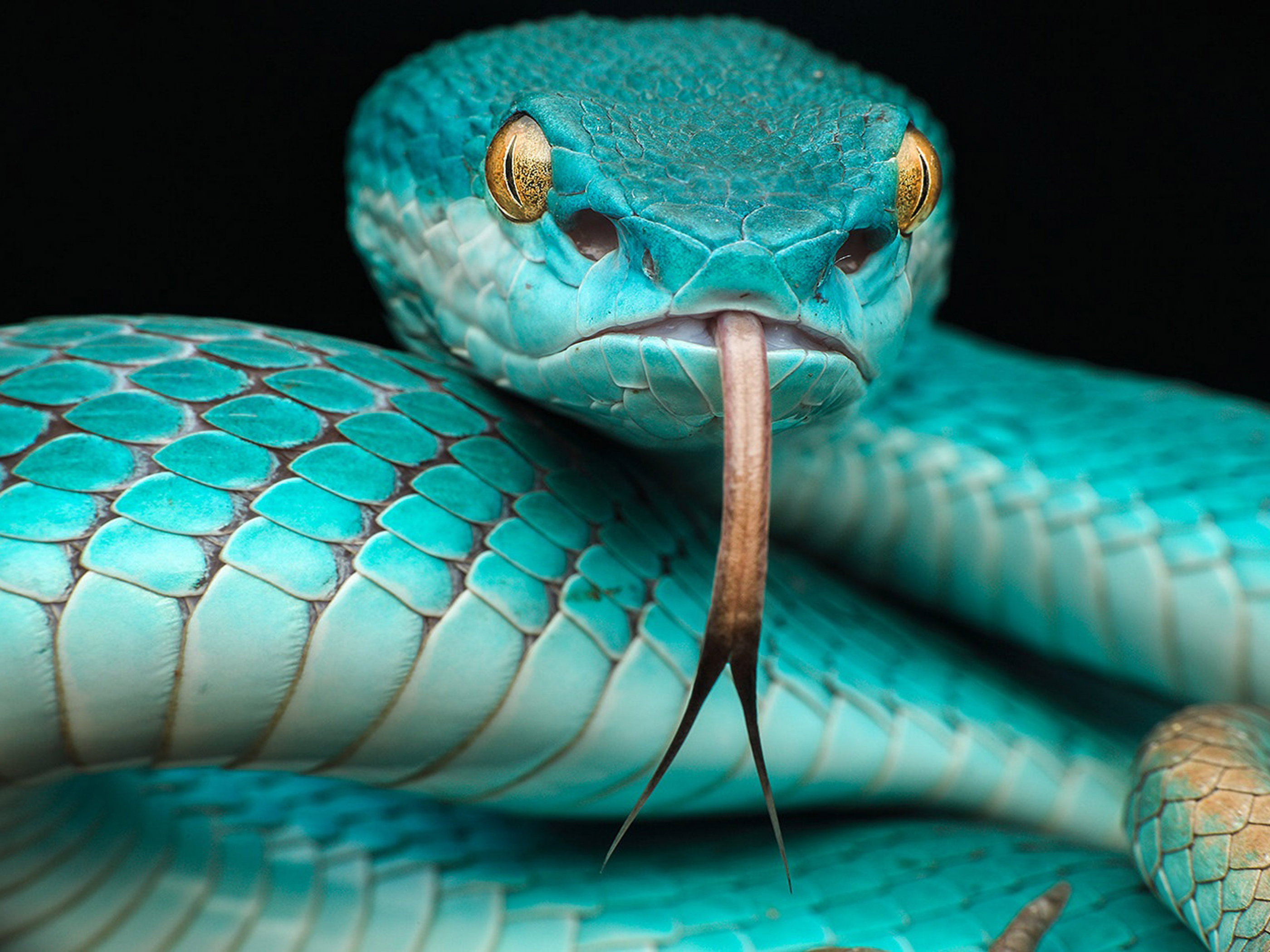 img1.akspic.ru-trimeresurus_albolabris_insularis-trimeresurus_insularis-yama_gadyuk-trimeresurus_flavomaculatus-yadovitaya_zmeya-5120x3840.jpg